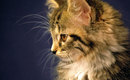 Ragged_long_hair_kitten_watching_wallpaper